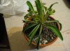 Euphorbia bupleurifolia  (2).jpg