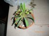 Euphorbia bupleurifolia  (4).jpg