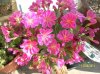 lewisia cotileidon.jpg