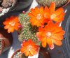 rebutia spinosissima.jpg