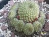 rebutia sconosciuta.jpg