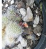 rebutia albiflora.jpg