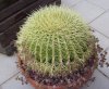 cactuspalla2.jpg