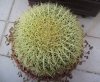 cactuspalla.jpg