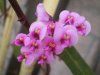 hardenbergia rosea1.JPG