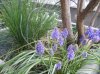 muscari5.jpg