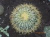 Echinocactus Grusonii.jpg