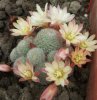 rebutia albiflora.jpg