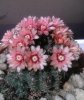 gymnocalycium baldianum2.jpg