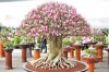 adenium obesum.JPG