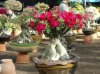 adenium obesum2.jpg