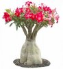 Adenium_ObesumL01.jpg