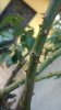 WP_20150512_004.jpg WP_20150512_004.jpg