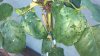 WP_20150512_008.jpg WP_20150512_008.jpg