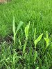 IMG_20150515_180226.jpg