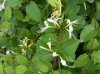 Lonicera 2013.jpg