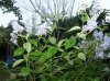 Ceanothus.jpg