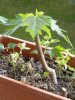 DSCN9598 Acer Saccharum.jpg
