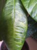 IMG_1995.jpg