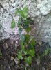 IMG_20150525_201630.jpg