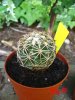 coryphantha calipensis (2) (450 x 600).jpg