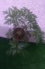 uploadfromtaptalk1433005025804.jpg