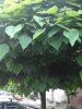 catalpa 2.jpg