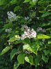 DSC06524.jpg