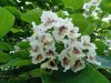 DSC06519.jpg