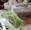 PIANTA LACUSTRE1.jpg