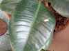 ficuselastica2.jpg