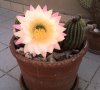 fiore cactus2.jpg