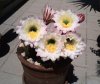 fiori cactus1.jpg
