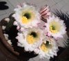 fiori cactus2.jpg