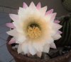 fiore cactus1.jpg
