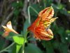 Alstroemeria speciosa1.jpg