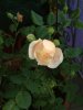 Ambridge Rose.jpg