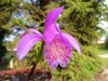 Pleione bulbocodioides.jpg