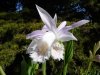 Pleione limprichtii1.jpg