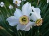 Narcissus poeticus var. recurvus.jpg