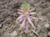 Veltheimia bracteata2.jpg