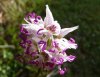 Orchis simia.jpg