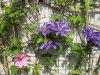 foto clematis x forum.jpg