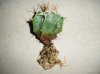 ASTROPHYTUM ornatum v. mirbelii (Lemaire) (1).jpg