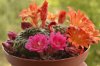 rebutia-2.jpg