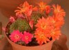 Rebutia.jpg