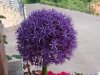 allium.jpg