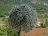 allium b..jpg