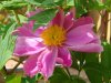 peonie erb.jpg