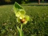 Cypripedium flavum.jpg